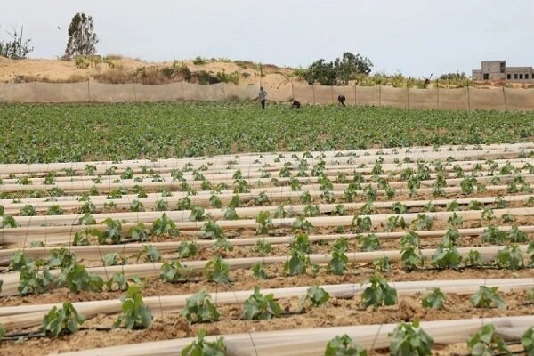 بلایی که رژیم صهیونیستی بر سر کشاورزی غزه آورده است