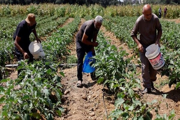 بلایی که رژیم صهیونیستی بر سر کشاورزی غزه آورده است بلایی که رژیم صهیونیستی بر سر کشاورزی غزه آورده است