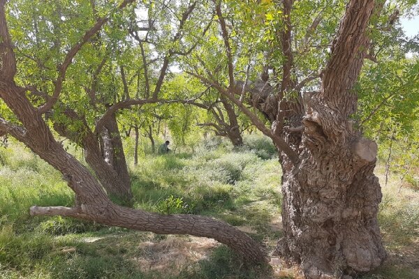 گزارش ویژه: تنها عناب ثبت‌شده کشور در خوسف؛ ۳۰۰ سال ایستادگی در دل کویر | مهر - کد 0974