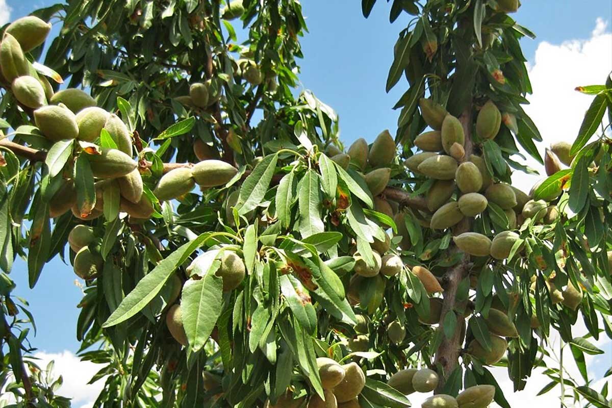 پیش‌بینی برداشت ۱۴ هزار تن بادام در آذربایجان شرقی