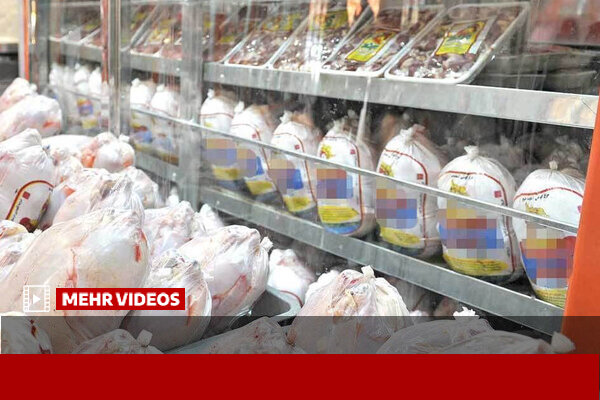 آغاز خرید مرغ مازاد بازار به صورت حمایت