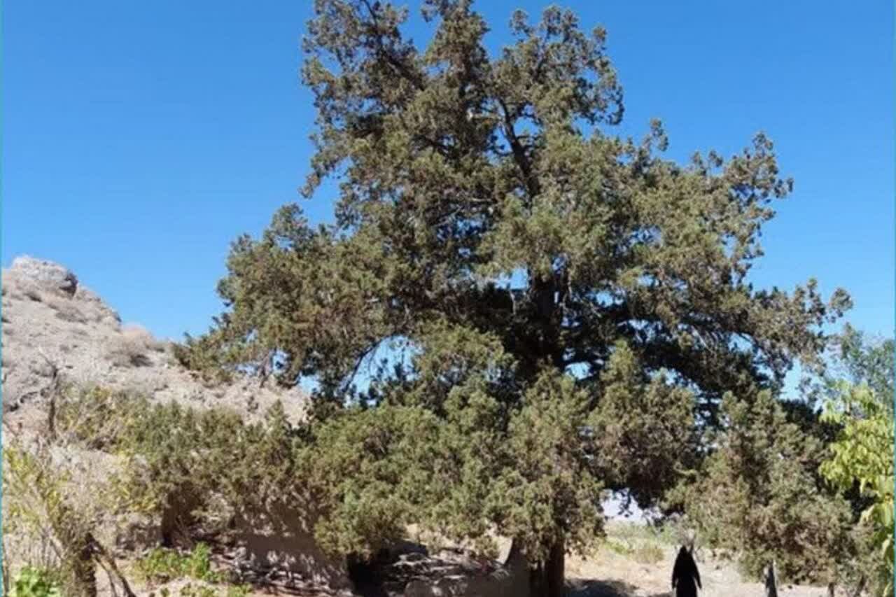 درخت اُرس ۹۰۰ ساله روستای کَهنه جغتای ثبت ملی شد