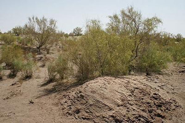 هدفگذاری ۲۰درصدی کانون‌های فرسایش بادی در برنامه هفتم توسعه