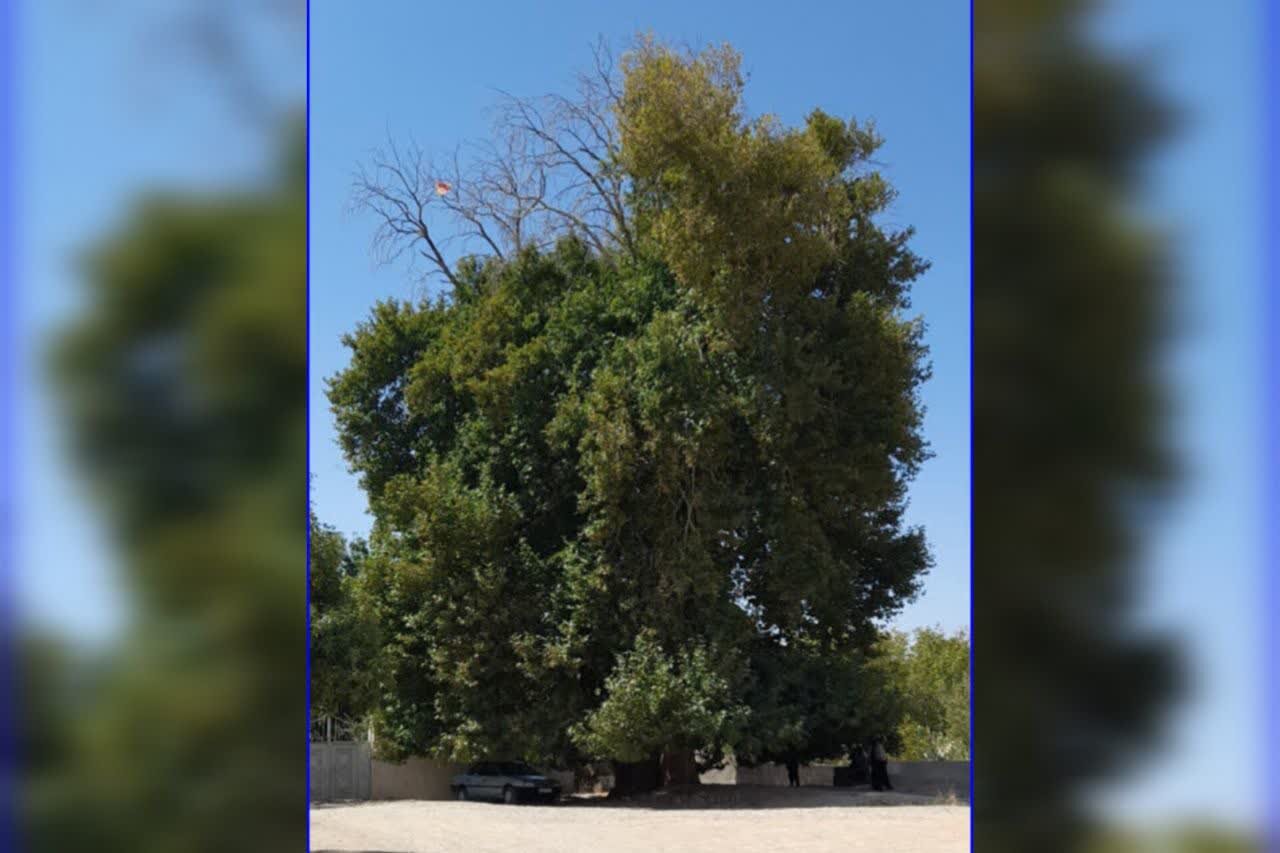 تحلیل خبر: درخت چنار کهنسال روستای فیروزآباد مشهد در فهرست میراث طبیعی ملی ثبت شد | مهر - کد 348a