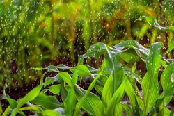 توصیه‌های هواشناسی کشاورزی برای آذربایجان‌شرقی در پاییز ۱۴۰۵