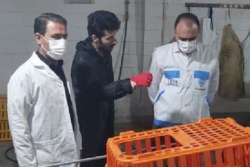 الزامات بهداشتی در کشتارگاه طیور اسلام‌آبادغرب رعایت شود