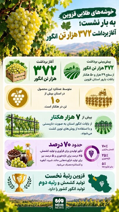اینفوگرافیک؛ آغاز برداشت ۳۷۲ هزار تن انگور از باغ‌های قزوین