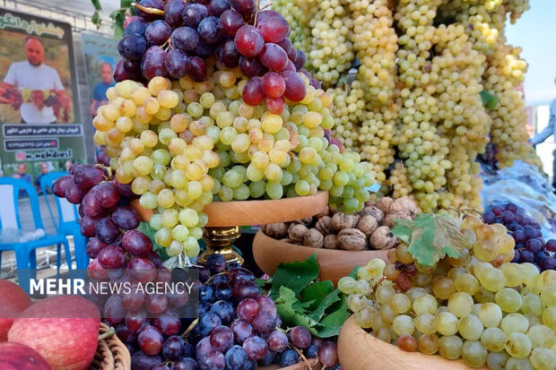 برداشت انگور در لاهرود رنگ‌ و بوی جشنواره گرفت