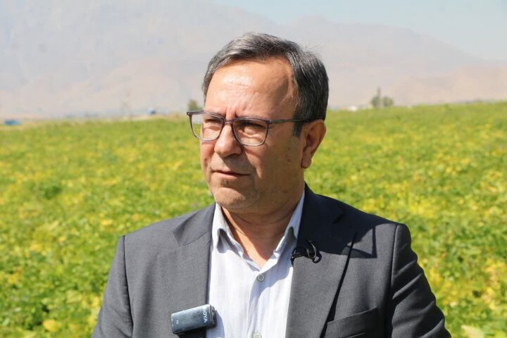 پایتخت سحرآمیز لوبیا؛ مزارعی که با آب کمتر محصول بیشتر تولید می‌کنند