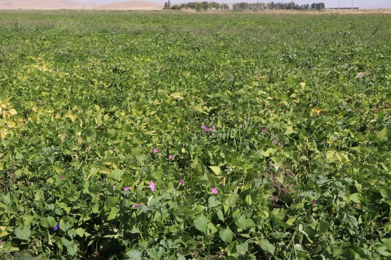 رداشت بیش از ۶۱ هزار تن محصولات تابستانه در شوش آغاز شد