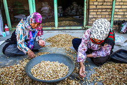 برداشت پسته در خراسان شمالی