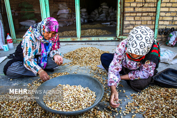 برداشت پسته در خراسان شمالی