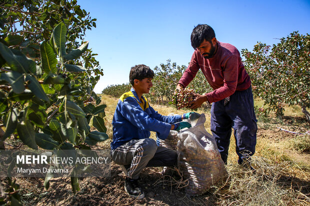 برداشت پسته در خراسان شمالی