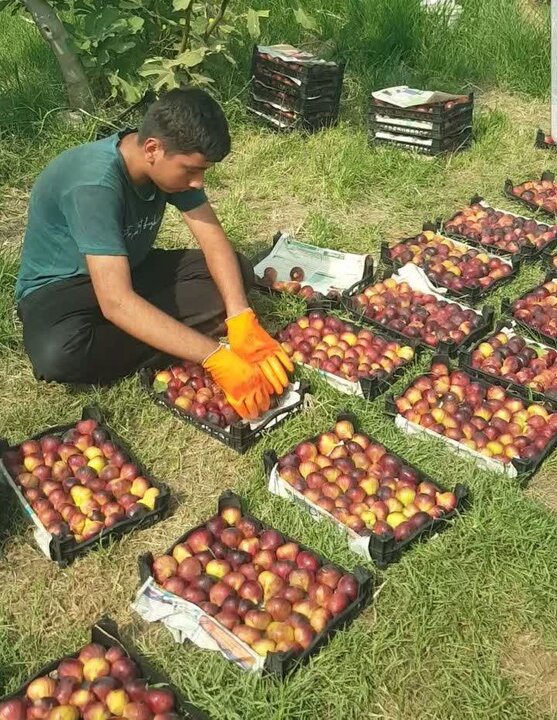 انجیر پلدختر روی خط دلالی؛ باغدار کاشت و دلال برداشت کرد