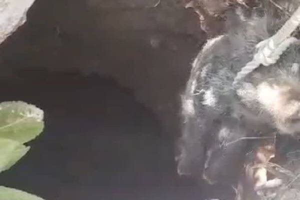 نجات ۲ رأس گراز گرفتار در چاه در منطقه حفاظت‌شده سیوک