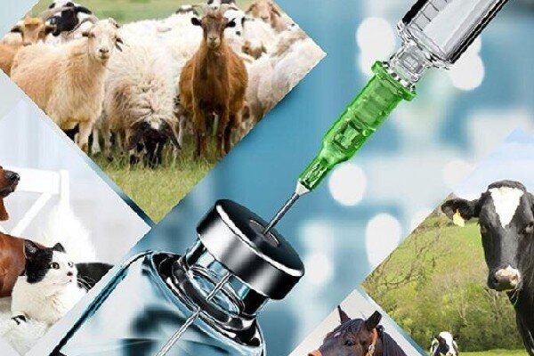 قاسمی: داروهای تاریخ‌گذشته دامپزشکی در اسلام‌آبادغرب جمع‌آوری شد