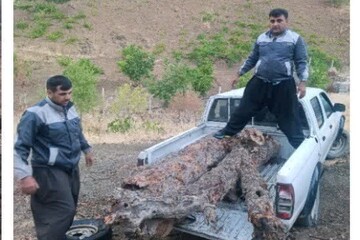 کشف ۶۰۰ کیلوگرم «گرده‌بینه بنه» قاچاق در مریوان