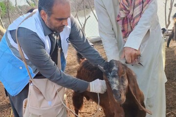 واکسیناسیون تب برفکی بیش از ۳ هزار رأس دام در چابهار و دشتیاری