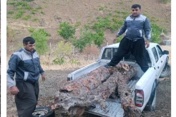 کشف ۶۰۰ کیلوگرم «گرده‌بینه بنه» قاچاق در مریوان