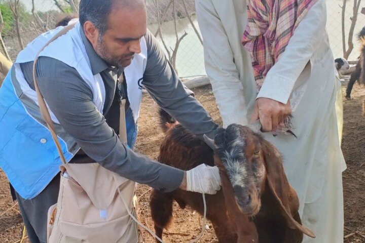 واکسیناسیون تب برفکی بیش از ۳ هزار رأس دام در چابهار و دشتیاری