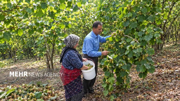 «رودسر» قطب فندق ایران؛ روایت یک فصل برداشت در اشکورات