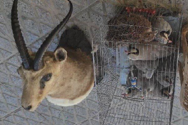 گزارش ویژه: شیخ‌ویسی: برخورد با نگهداری غیرمجاز حیات‌وحش ادامه دارد | مهر - کد 7640