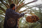 کاهش نخیلات خوزستان زنگ خطر برای کشاورزی است