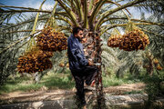 برداشت خرما در حمیدیه