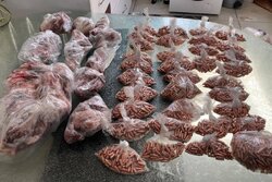 کشف ۲۵ کیلوگرم گوشت کل وحشی از مخفیگاه شکارچی متخلف در تهران
