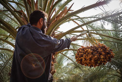 کاهش نخیلات خوزستان زنگ خطر برای کشاورزی است