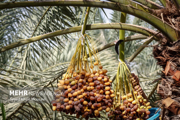 برداشت خرما در حمیدیه
