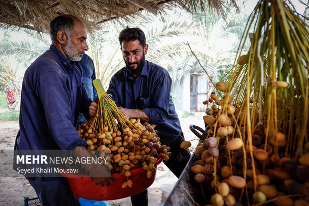 برداشت خرما در حمیدیه