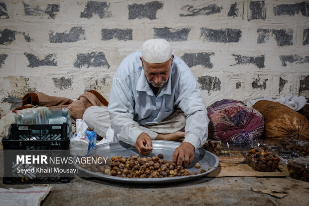 برداشت خرما در حمیدیه