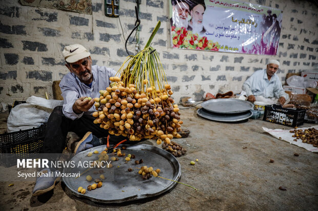 برداشت خرما در حمیدیه