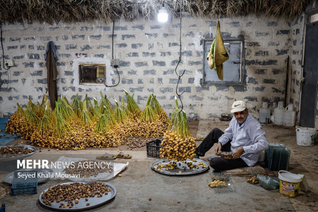 برداشت خرما در حمیدیه