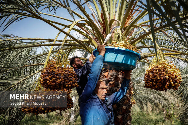 برداشت خرما در حمیدیه