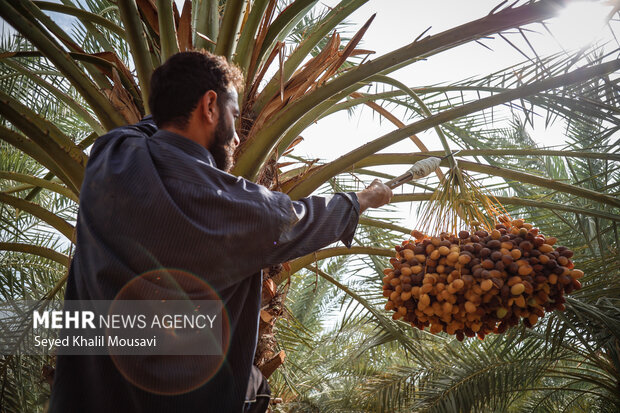 برداشت خرما در حمیدیه
