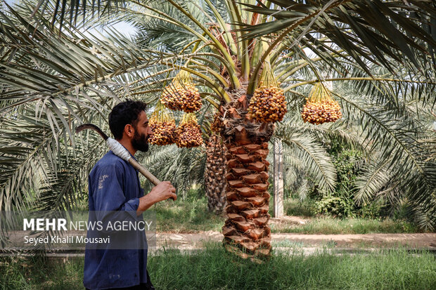 برداشت خرما در حمیدیه