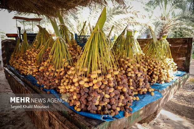 برداشت خرما در حمیدیه
