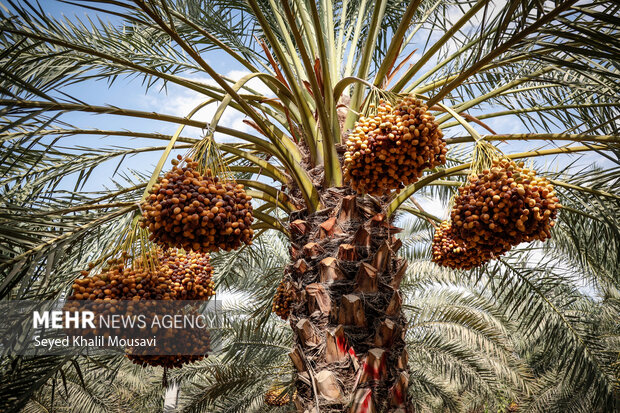 برداشت خرما در حمیدیه
