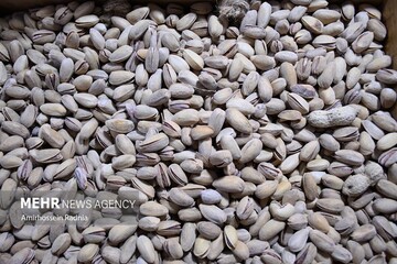 نخستین جشنواره پسته بهادران مهریز برگزار می‌شود