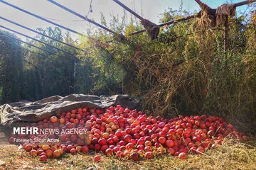پیش‌بینی برداشت و صادرات بیش از ۱۳ هزار تن انار از باغ ملک