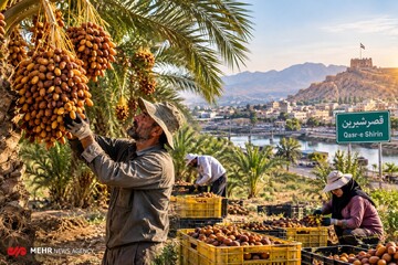 شکوفایی نخلستان‌ها در دل زاگرس؛ قصرشیرین قطب جدید خرمای صادراتی ایران