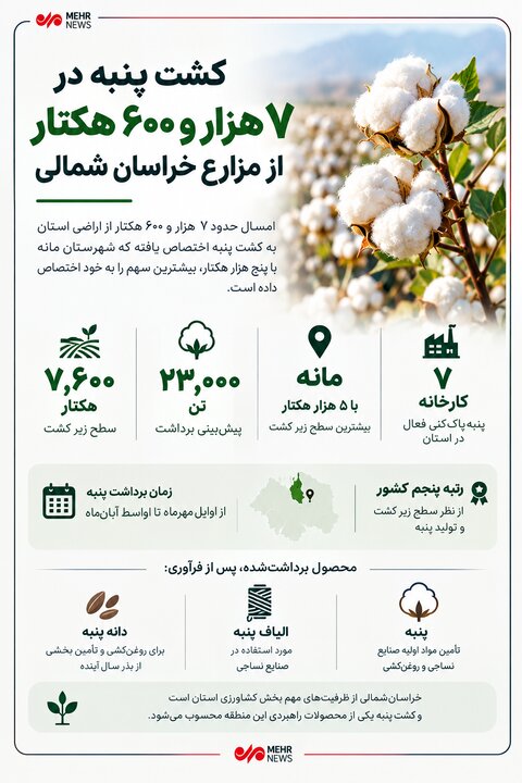 اینفوگرافیک؛ کشت پنبه در ۷ هزار و ۶۰۰ هکتار از مزارع خراسان شمالی
