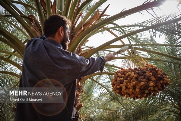 برداشت خرما / خرما / قیمت خرما
