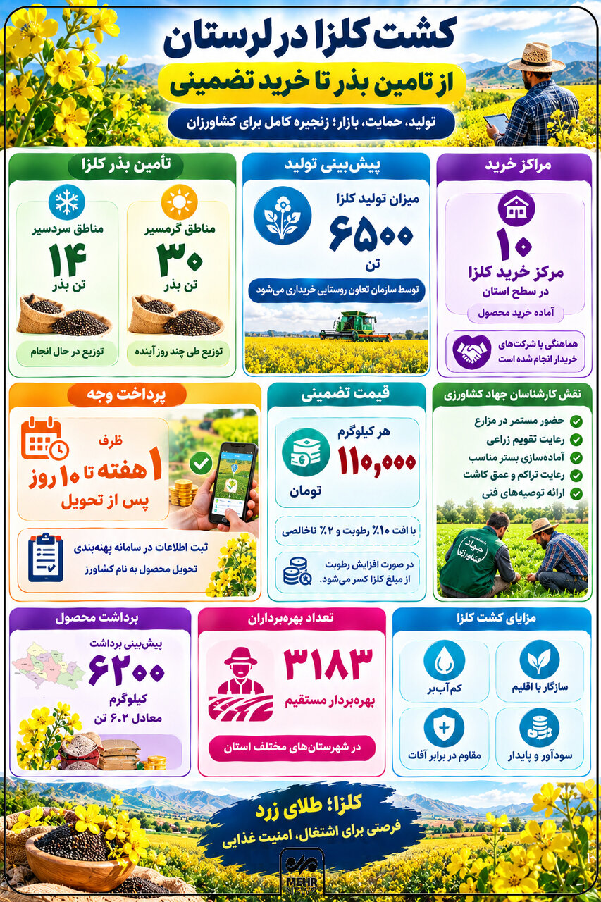 اینفوگرافیک؛ جزئیات کشت کلزا در لرستان از تأمین بذر تا خرید تضمینی