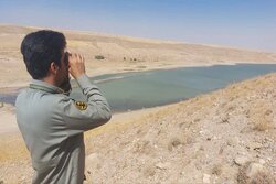 دریکوند: پایش آنفلوآنزای فوق حاد پرندگان در فاروج آغاز شد