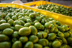 Zencan’da zeytin hasadı başladı