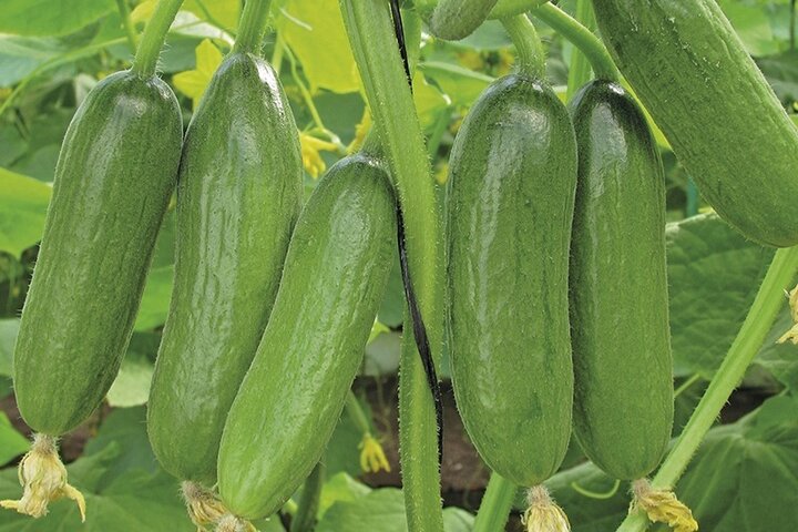برداشت خیارسبز پاییزه در خضرآباد آغاز شد