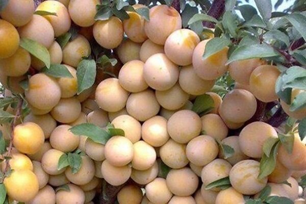 «جشنواره آلو» در اسدآباد برگزار می‌شود